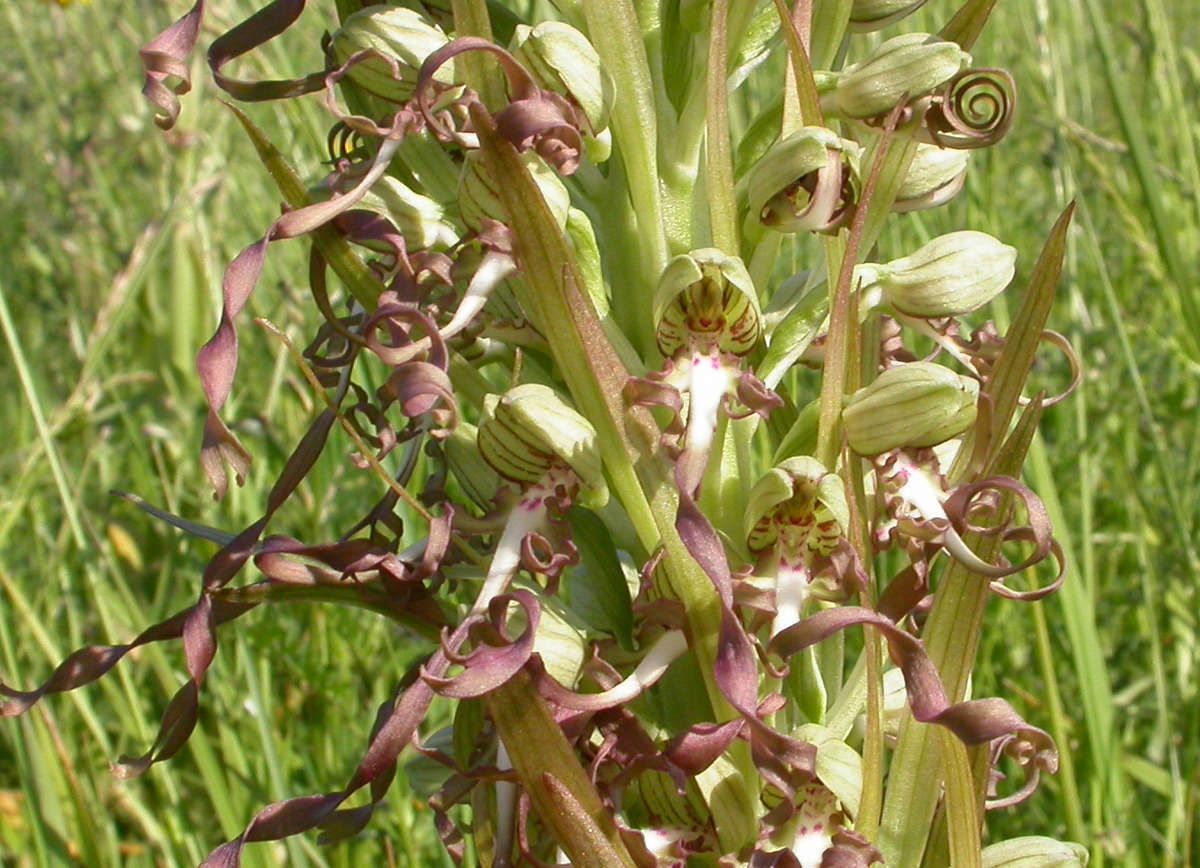 Himantoglossum hircinum (door Peter Meininger)