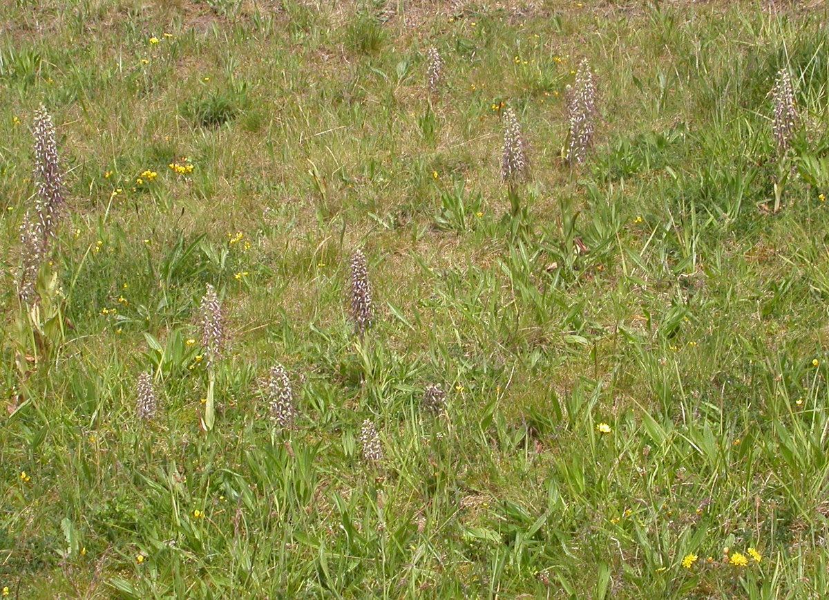 Himantoglossum hircinum (door Peter Meininger)