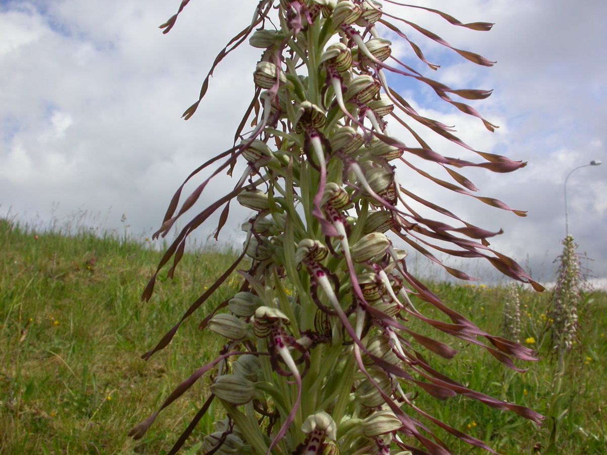 Himantoglossum hircinum (door Peter Meininger)