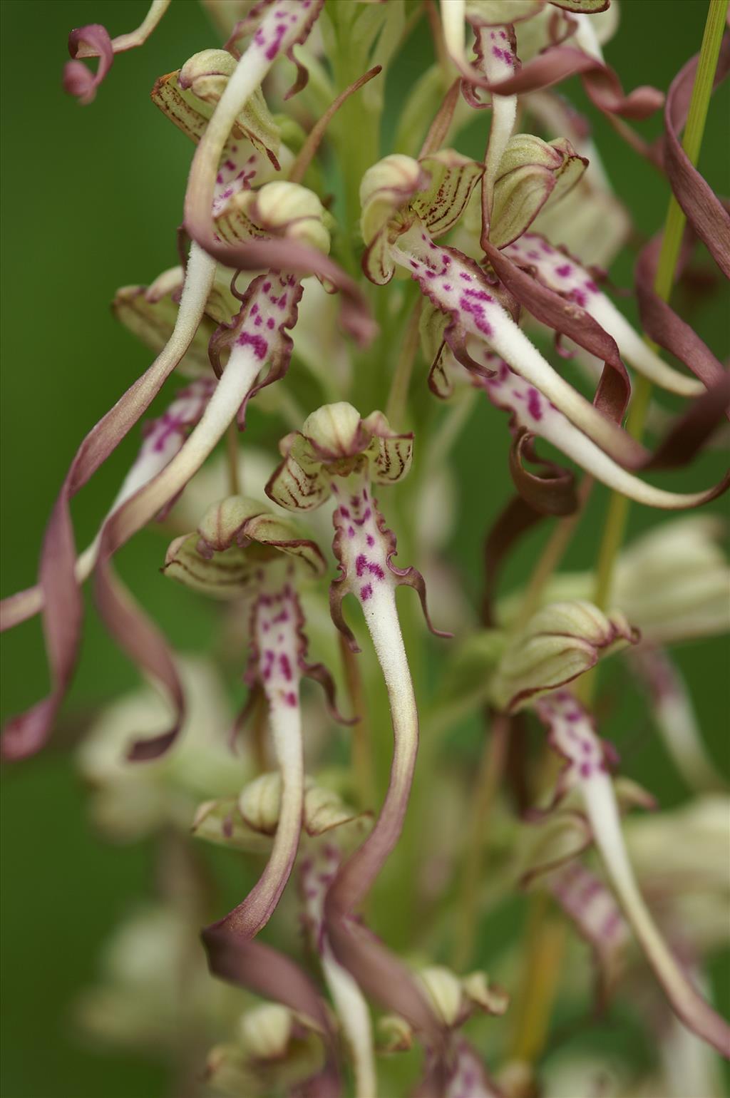 Himantoglossum hircinum (door Jakob Hanenburg)