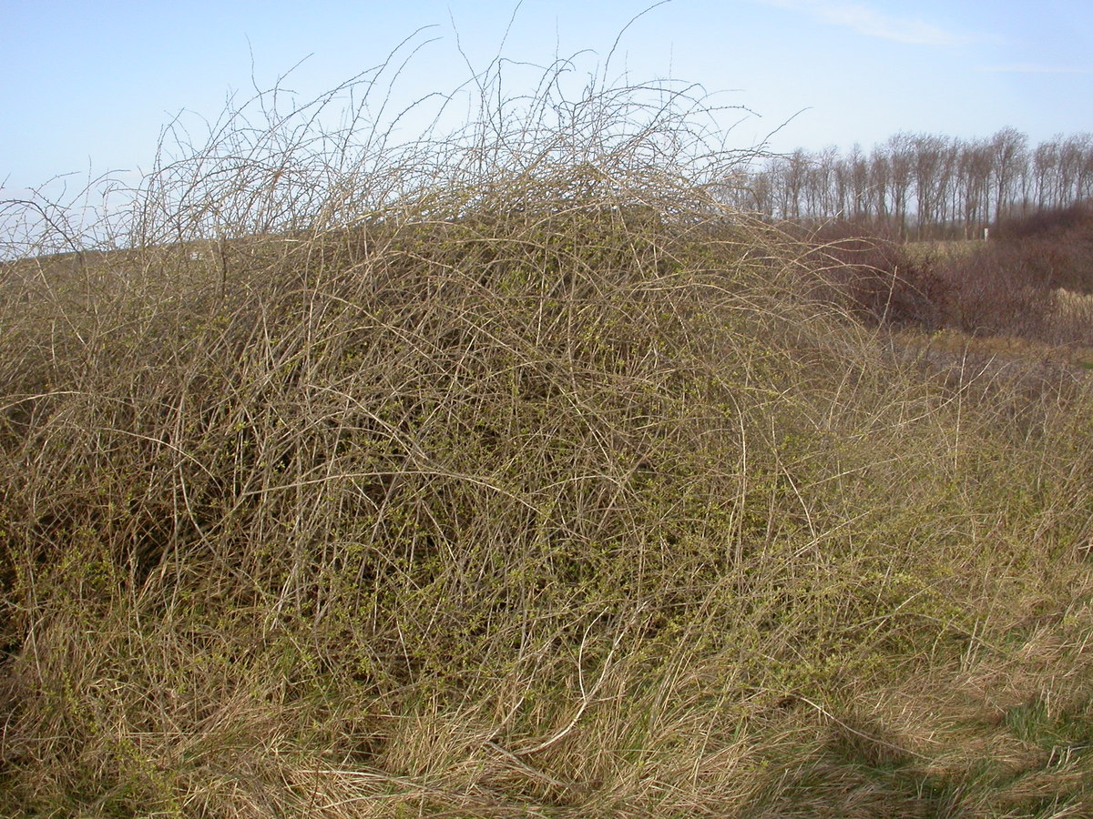 Lycium barbarum (door Peter Meininger)