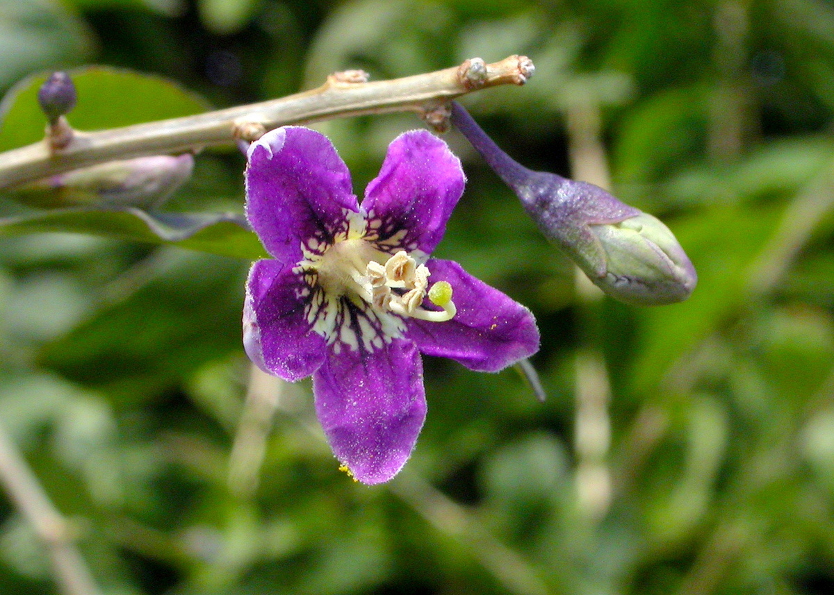 Lycium barbarum (door Peter Meininger)