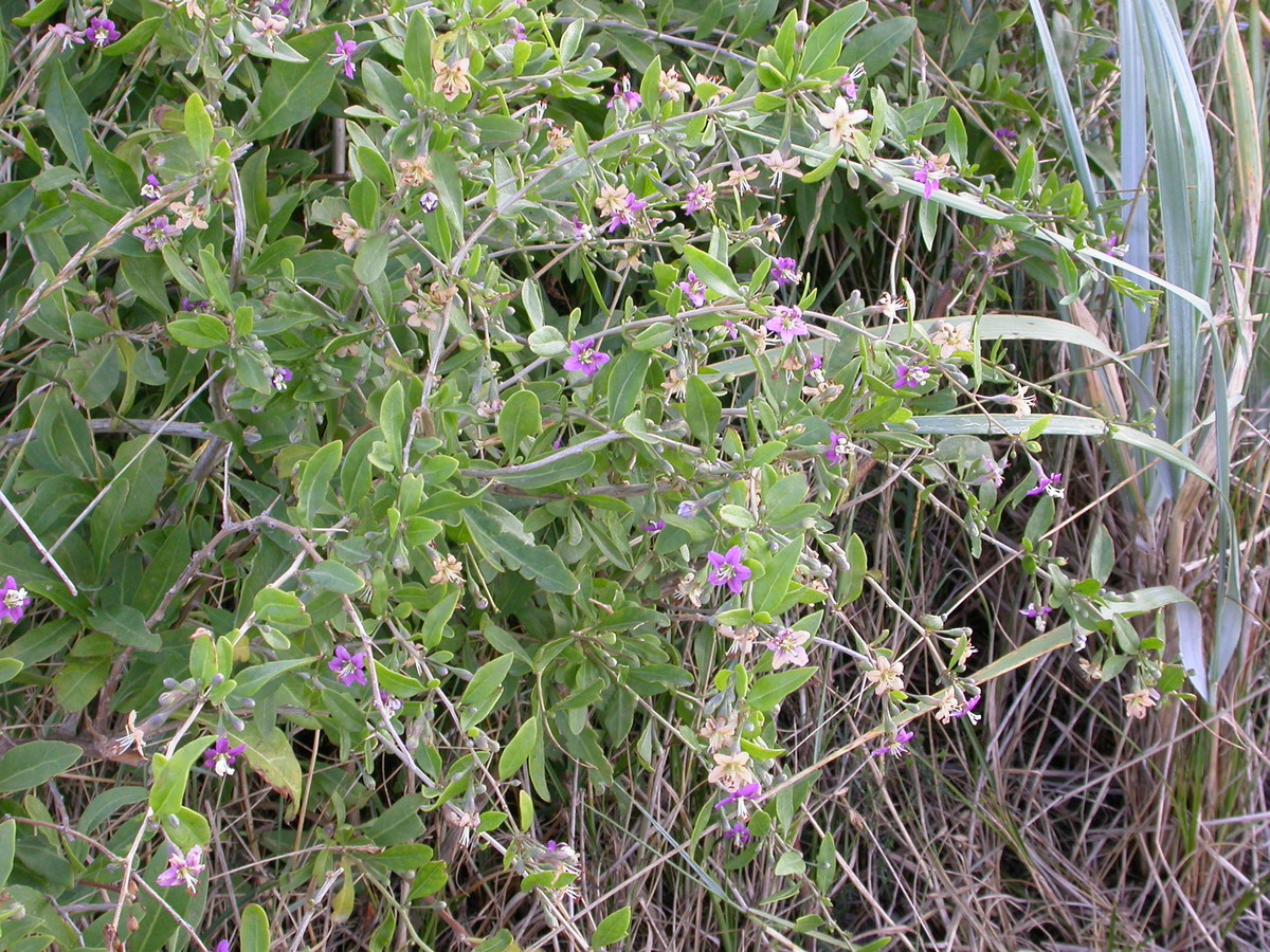 Lycium barbarum (door Peter Meininger)