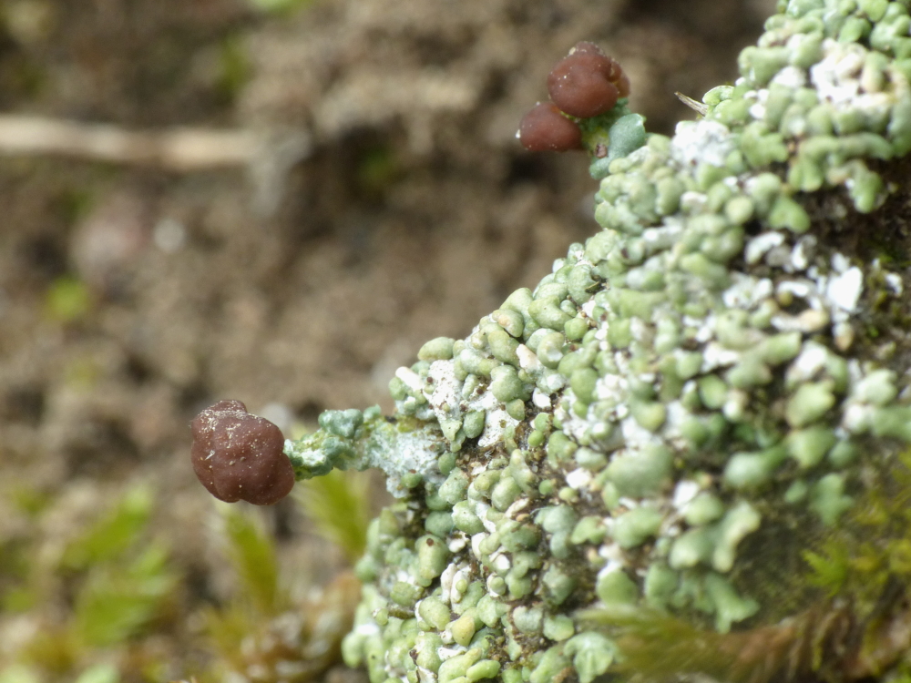 Cladonia peziziformis (door Henk-Jan van der Kolk)