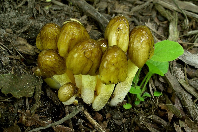 Bolbitius titubans var. olivaceus (door Henk Huijser)