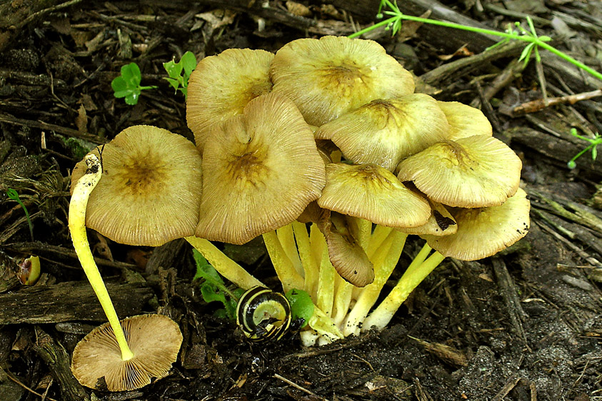 Bolbitius titubans var. olivaceus (door Henk Huijser)