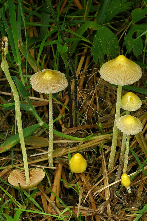 Bolbitius titubans var. titubans (door Henk Huijser)