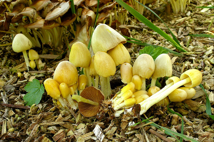 Bolbitius titubans var. titubans (door Henk Huijser)