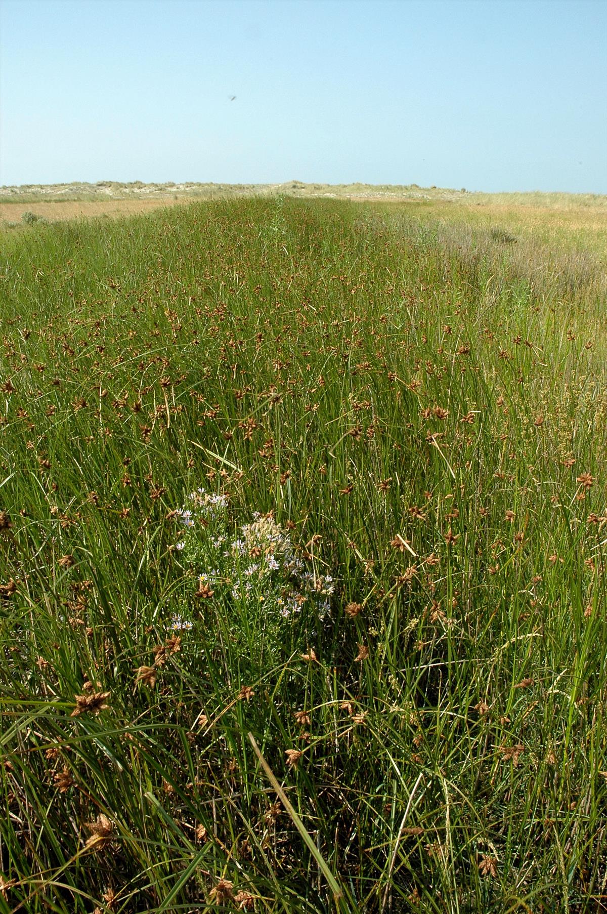 Bolboschoenus maritimus (door Bas Kers)