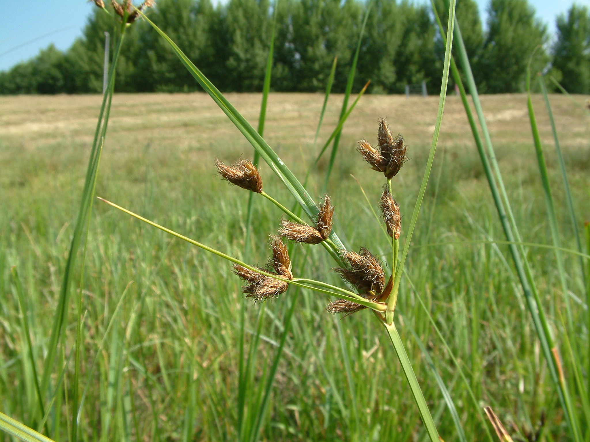 Bolboschoenus laticarpus (door Dick Kerkhof)