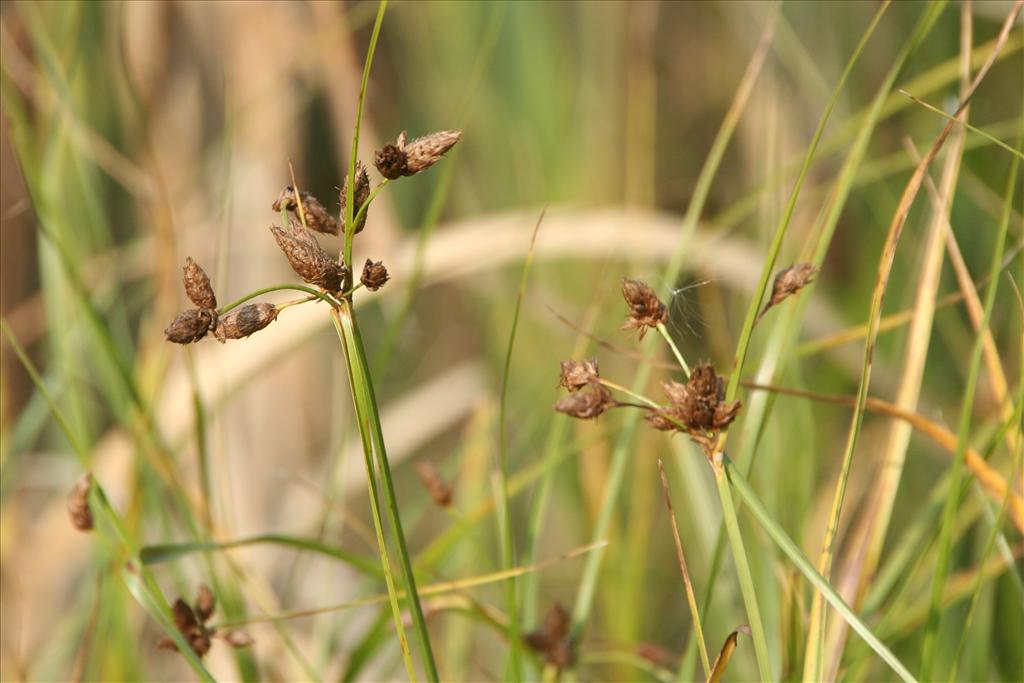 Bolboschoenus laticarpus (door Pieter Stolwijk)