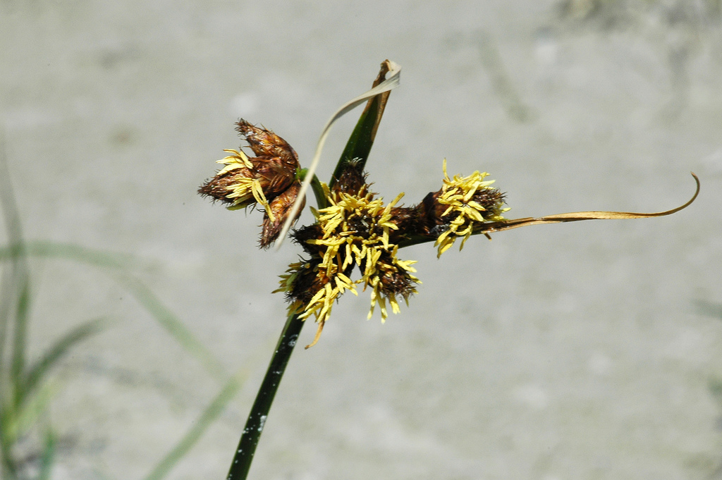 Bolboschoenus maritimus (door Bas Kers)