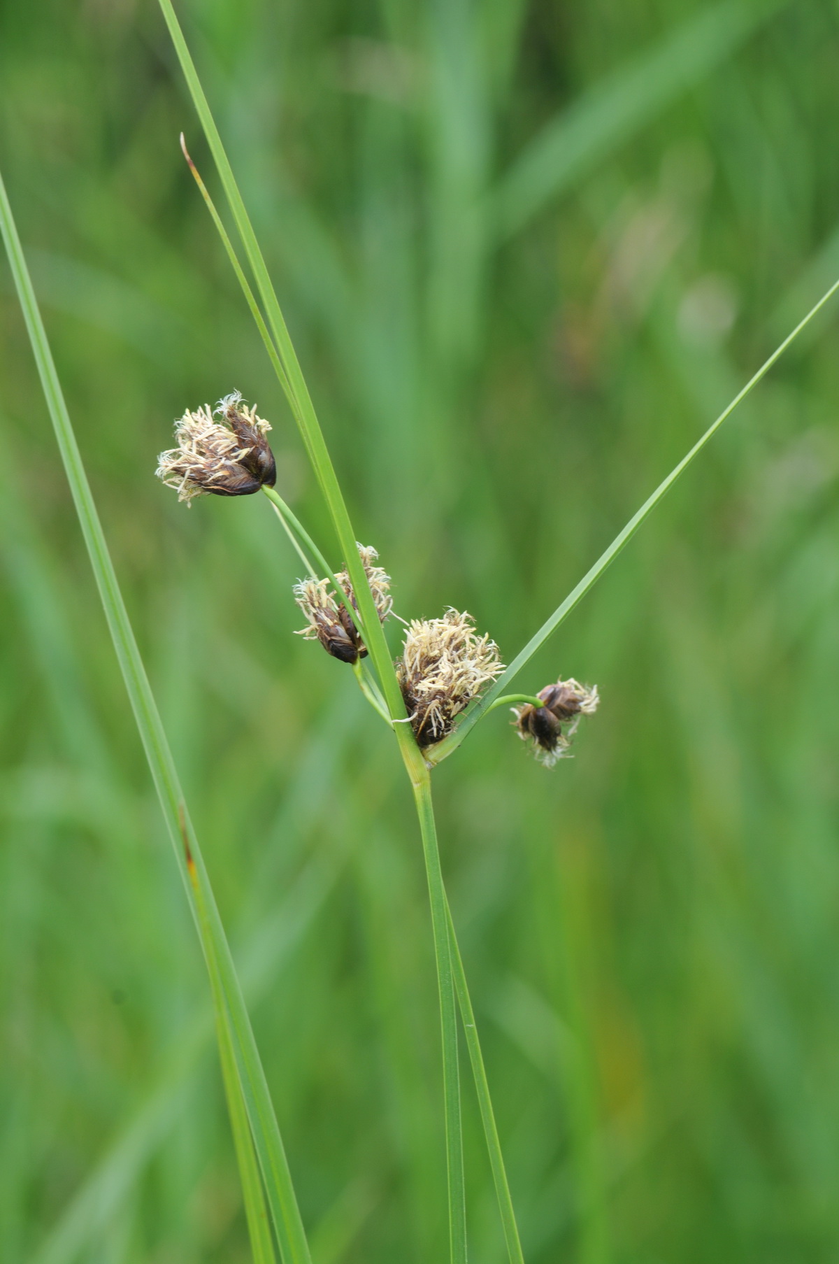 Bolboschoenus maritimus/laticarpus (door Hans Toetenel)