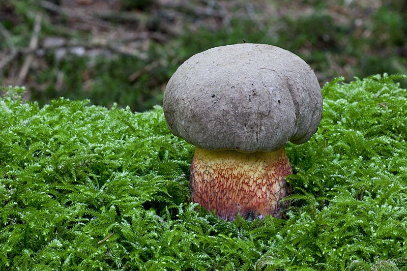 Caloboletus calopus (door Jonh Breugelmans)