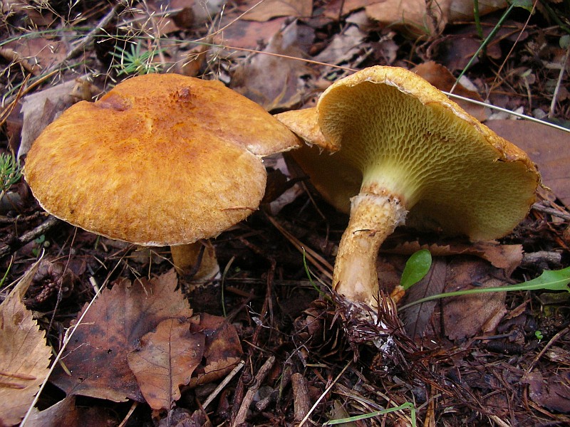 Suillus cavipes f. aureus (door Aldert Gutter)