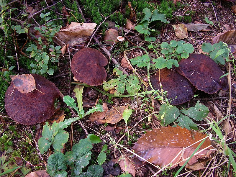 Suillus cavipes f. aureus (door Aldert Gutter)