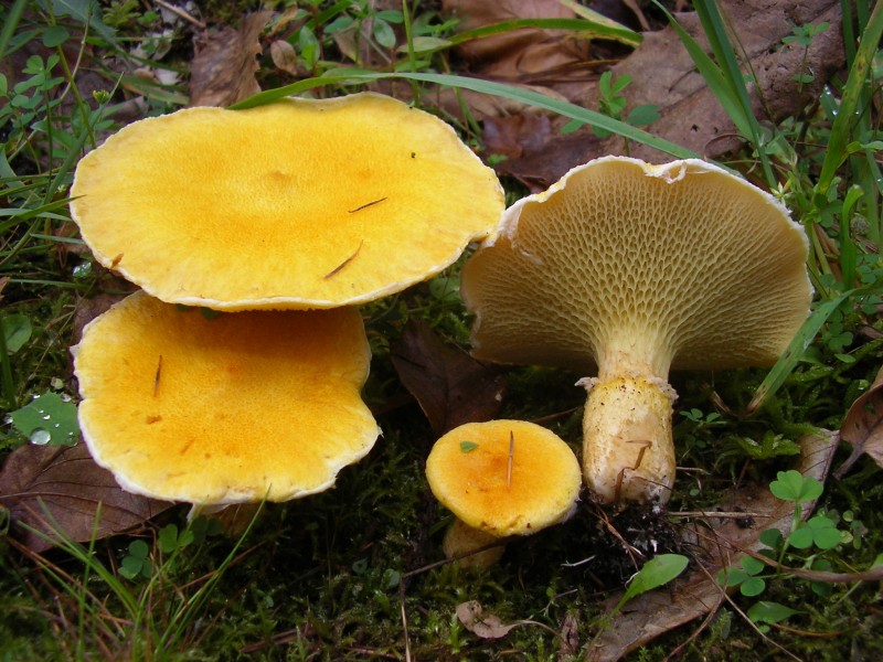 Suillus cavipes f. aureus (door Aldert Gutter)