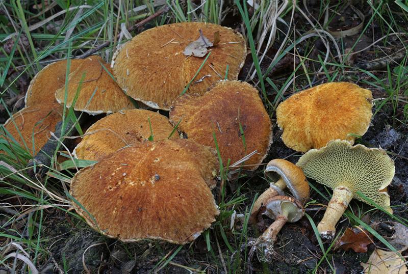 Suillus cavipes (door Menno Boomsluiter)