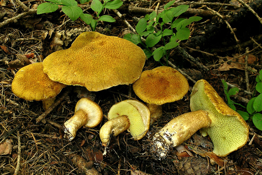 Suillus cavipes f. aureus (door Henk Huijser)