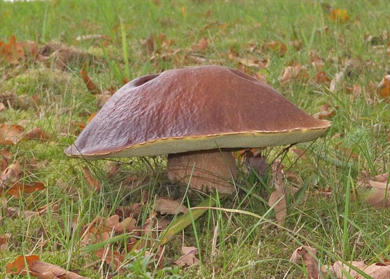 Boletus edulis (door Ab H. Baas)