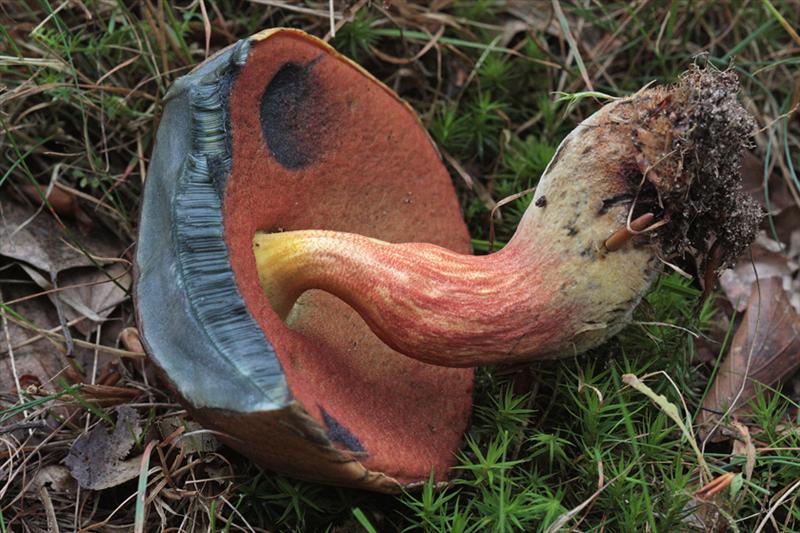 Neoboletus erythropus (door Menno Boomsluiter)