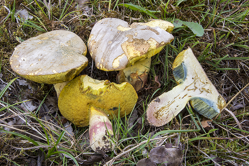 Butyriboletus fechtneri (door Nico Dam)