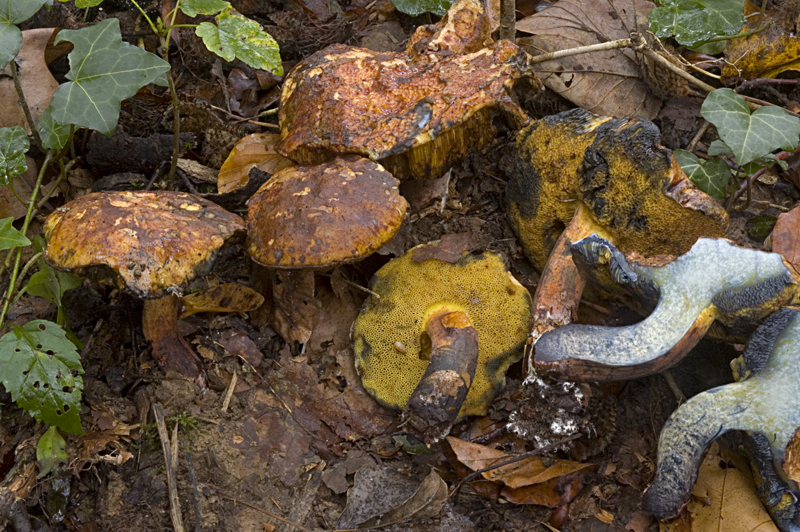 Cyanoboletus pulverulentus (door Nico Dam)