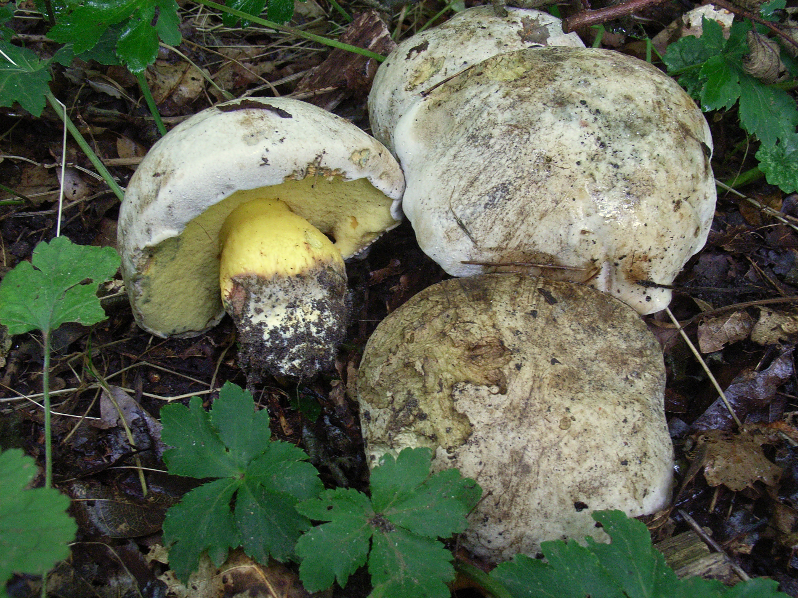 Caloboletus radicans (door Roeland Enzlin)