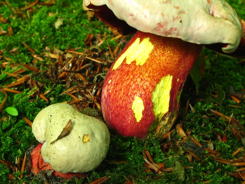 Rubroboletus rhodoxanthus (door Martijn Oud)