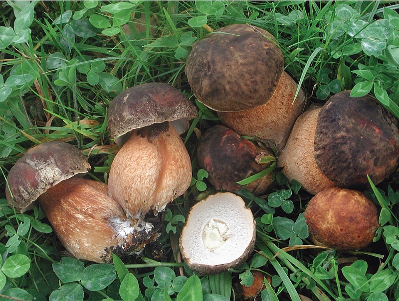 Boletus aereus (door Chiel Noordeloos)