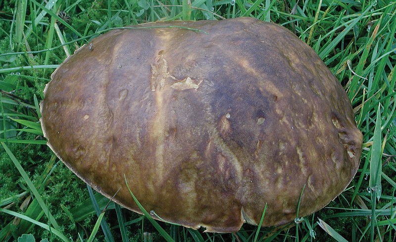 Boletus aereus (door Chiel Noordeloos)