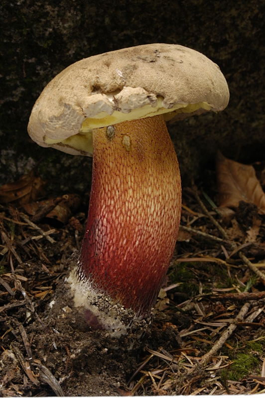 Caloboletus calopus (door Nico Dam)