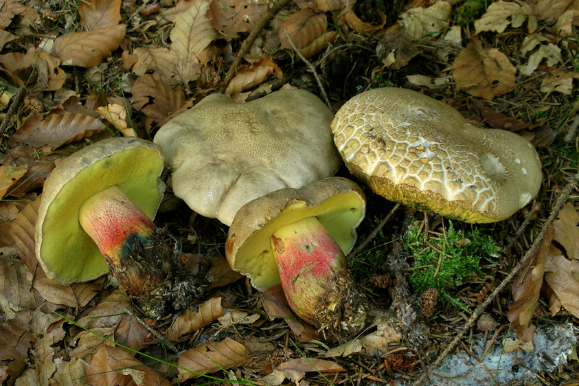 Caloboletus calopus (door Henk Huijser)