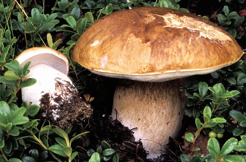 Boletus edulis sl, incl. reticulatus, pinophilus (door Chiel Noordeloos)