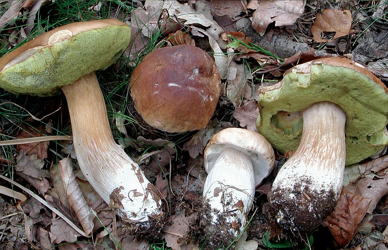 Boletus edulis sl, incl. reticulatus, pinophilus (door Chiel Noordeloos)