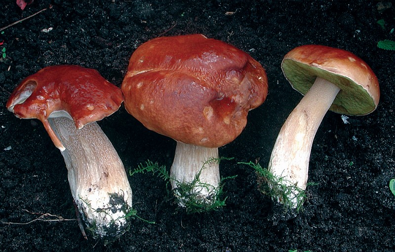 Boletus edulis sl, incl. reticulatus, pinophilus (door Chiel Noordeloos)