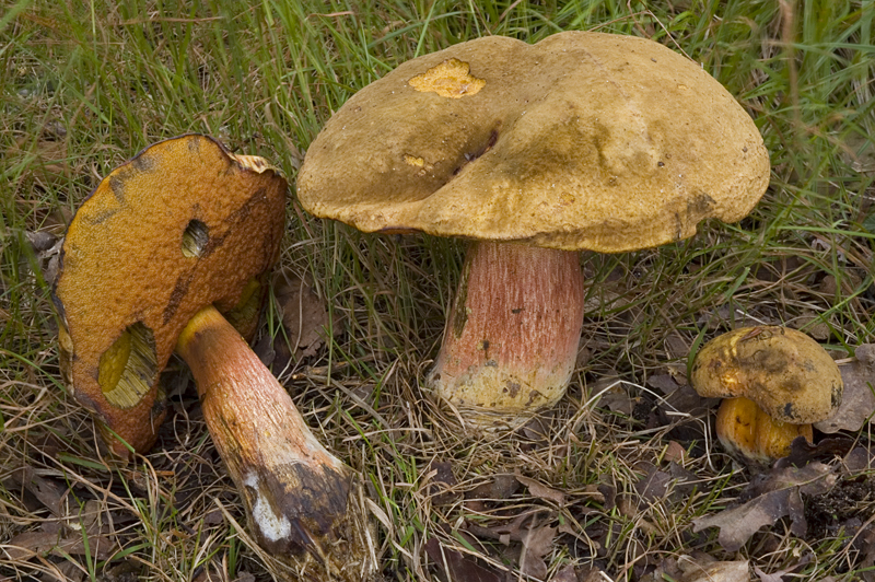 Neoboletus erythropus f. erythropus (door Nico Dam)