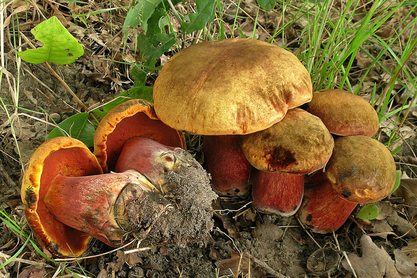 Neoboletus erythropus (door Henk Huijser)