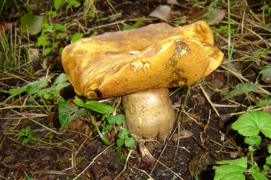 Boletus erythropus var. discolor (door Gert Immerzeel)