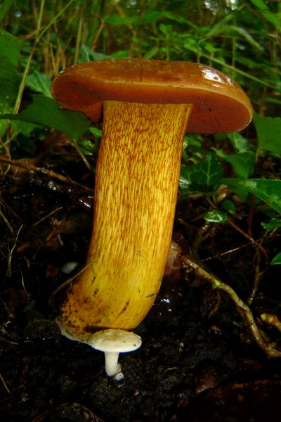 Suillellus luridus (door Gert Immerzeel)