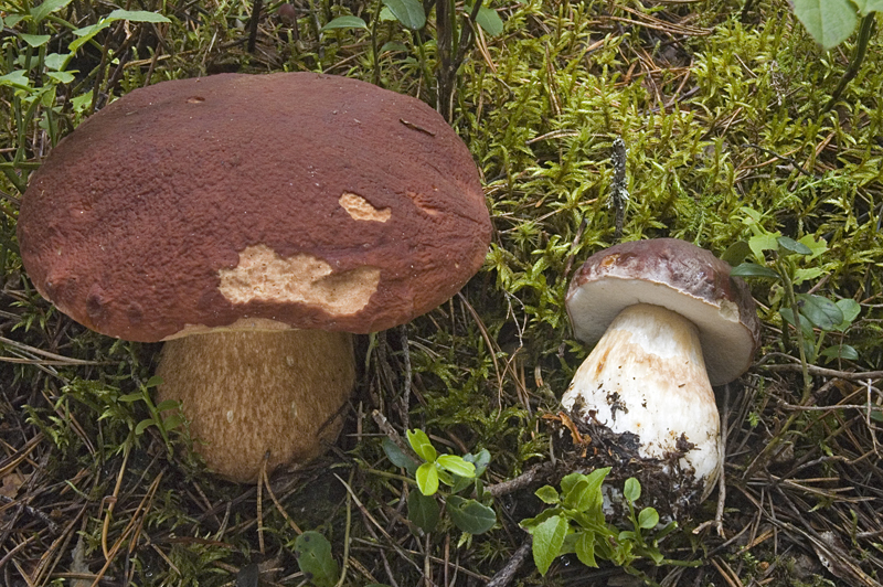 Boletus pinophilus (door Nico Dam)