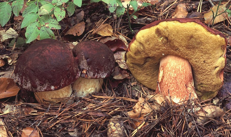 Boletus pinophilus (door Chiel Noordeloos)