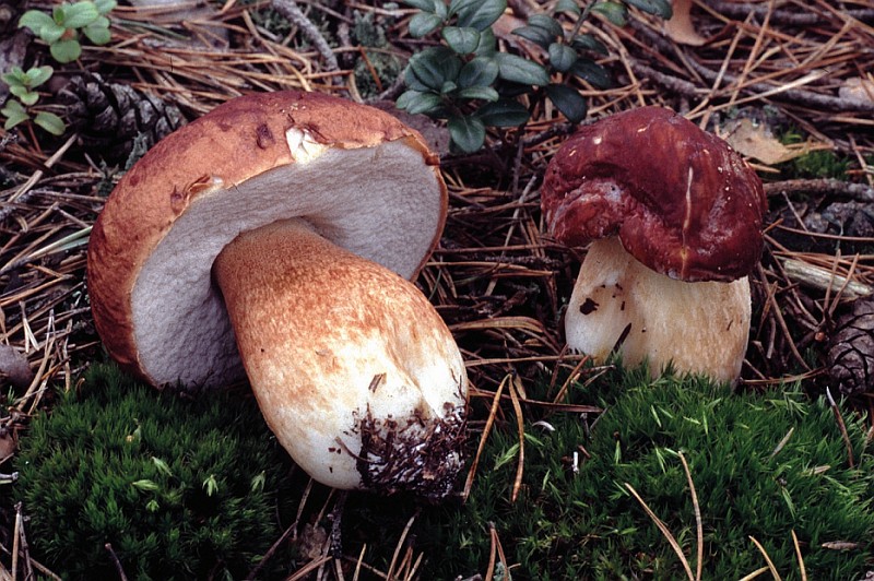 Boletus pinophilus (door Chiel Noordeloos)