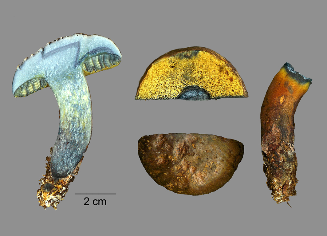 Cyanoboletus pulverulentus (door Jaap Wisman)