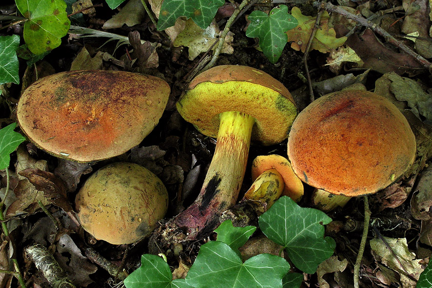 Suillellus queletii (door Henk Huijser)