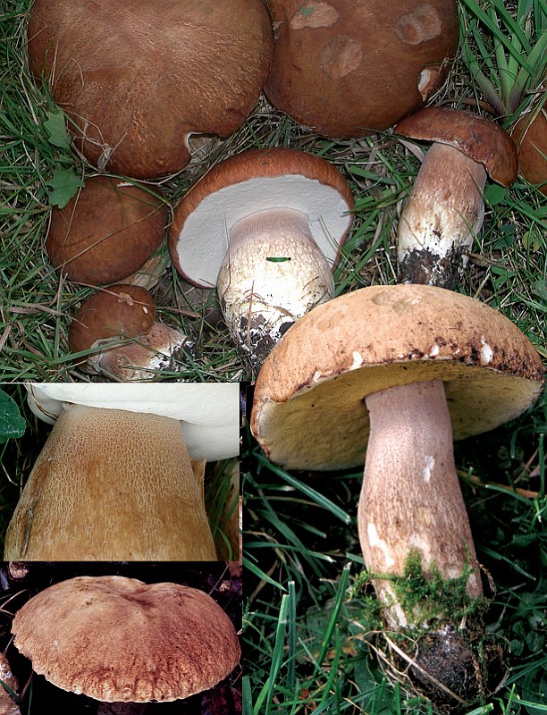 Boletus reticulatus (door Chiel Noordeloos)