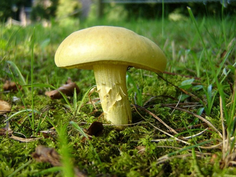 Xerocomus subtomentosus var. luteolus (door Gert Immerzeel)