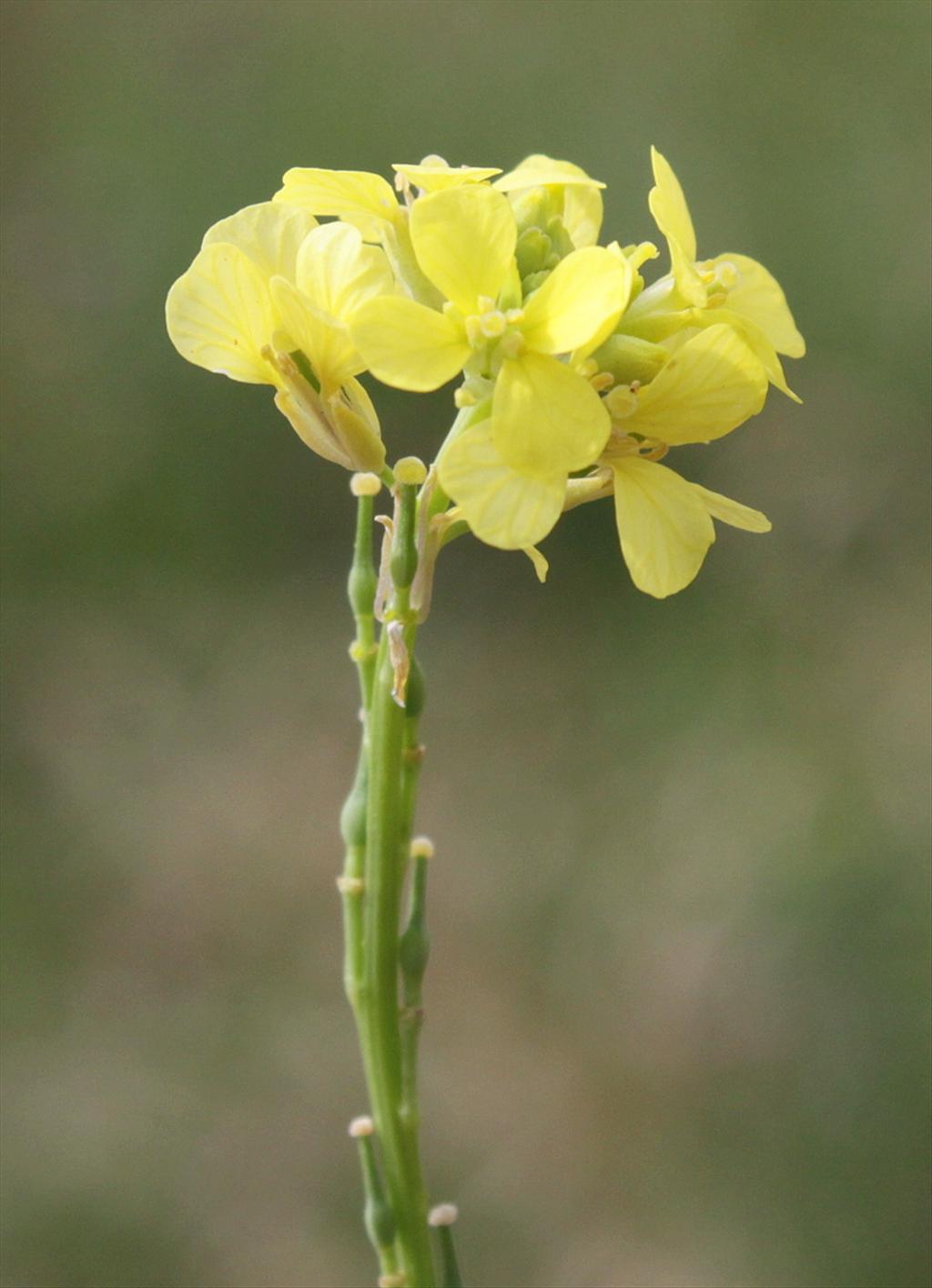 Rapistrum rugosum (door Peter Meininger)