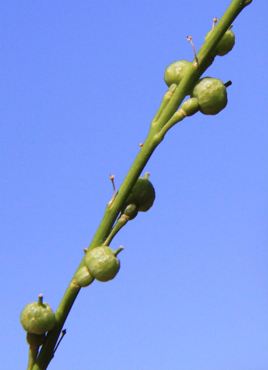 Rapistrum rugosum (door Peter Meininger)