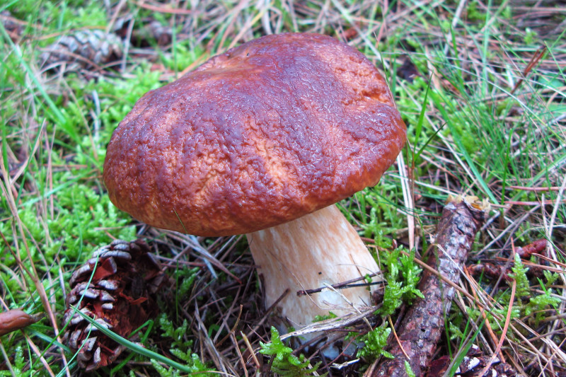 Boletus pinophilus (door Martijn Oud)